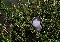 Long-tailed tit